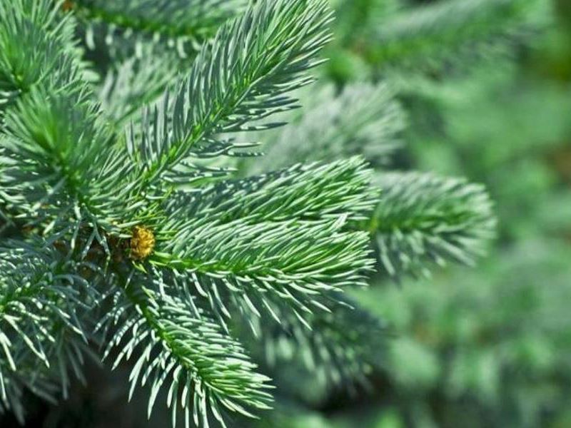 Poklonite jelu ili smreku za blagdansko uređenje grada Samobora