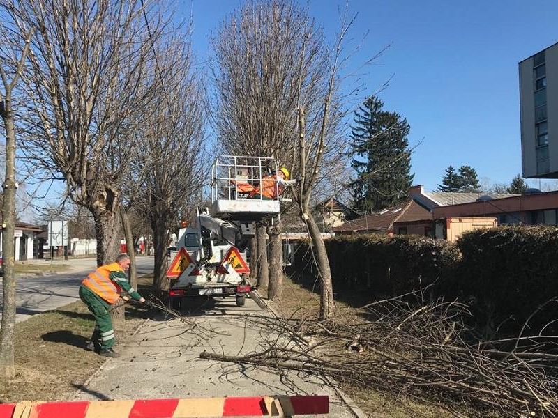 Orezivanje stabala u Zagrebačkoj ulici