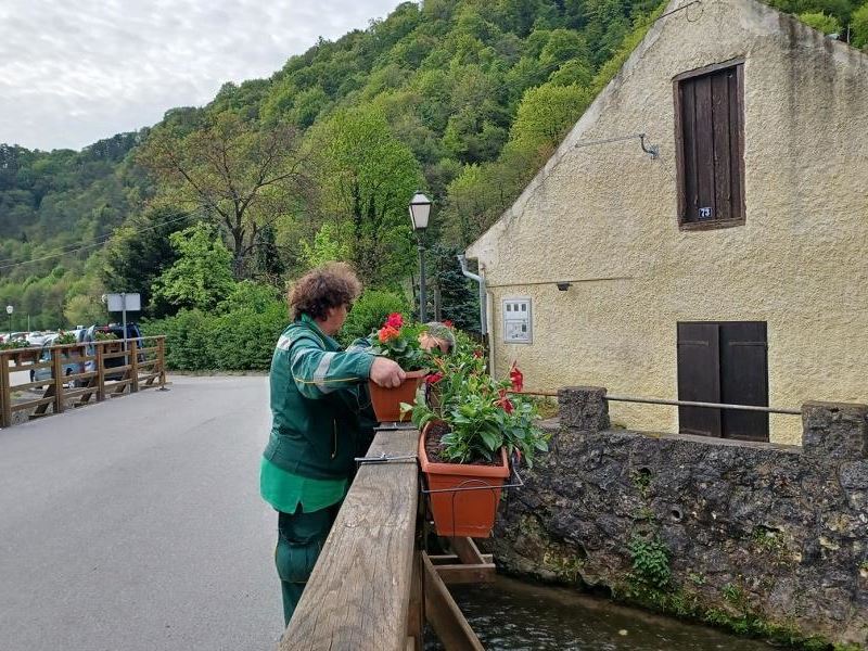 Postavljene žardinjere s ljetnicama